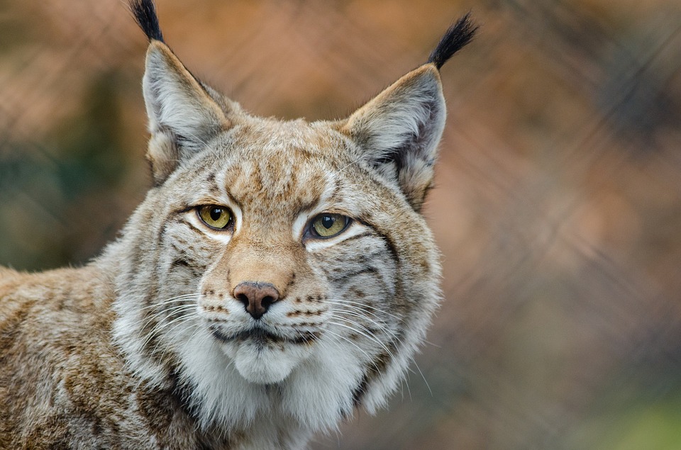 Sembra un grande gatto ma è un abile predatore: è vero che la lince è tornata nei nostri boschi?